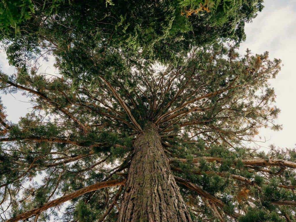 Ein Blick von der Basis auf einen großen, belaubten Baum mit dickem Stamm und zahlreichen nach außen ausgebreiteten Ästen. Der Himmel ist durch das Laub des Baumes sichtbar und die Sonne scheint durch die Äste, wodurch eine ruhige Naturszene entsteht, die einem Seminar der Natur in friedlicher Schönheit gleicht.